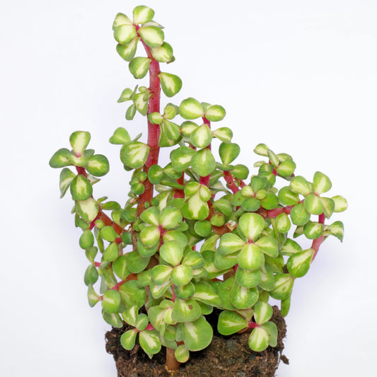 Portulacaria afra, "Elephant Bush"