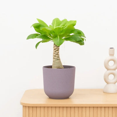 Brighamia insignis, 'Hawaiian Palm'