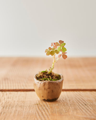 Yuriko Bullock Mini Bowl