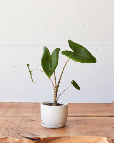 Alocasia zebrina