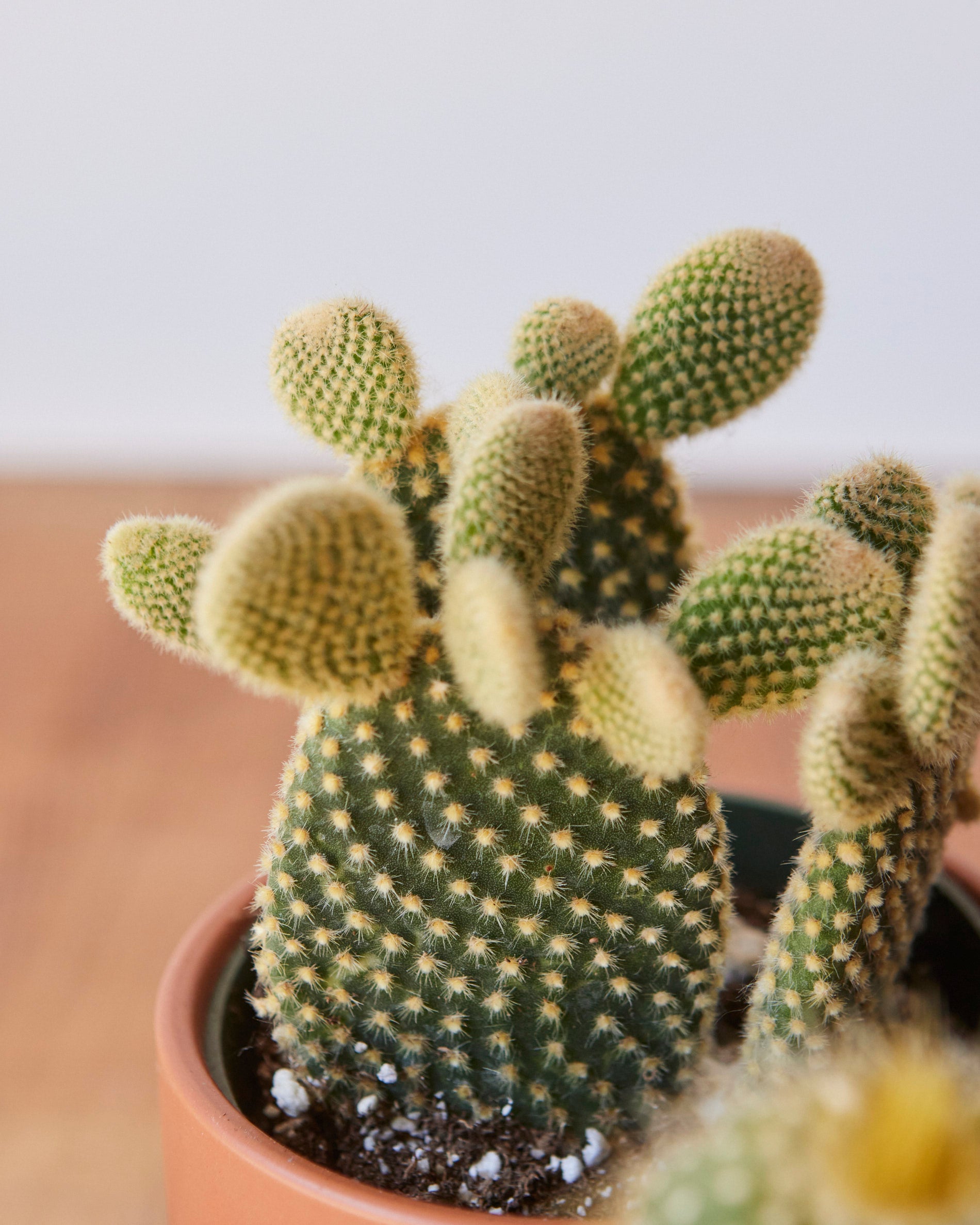 Assorted Cactus – Glasswing