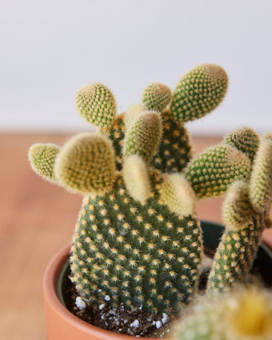 cactus house plant Assorted Cactus – Glasswing