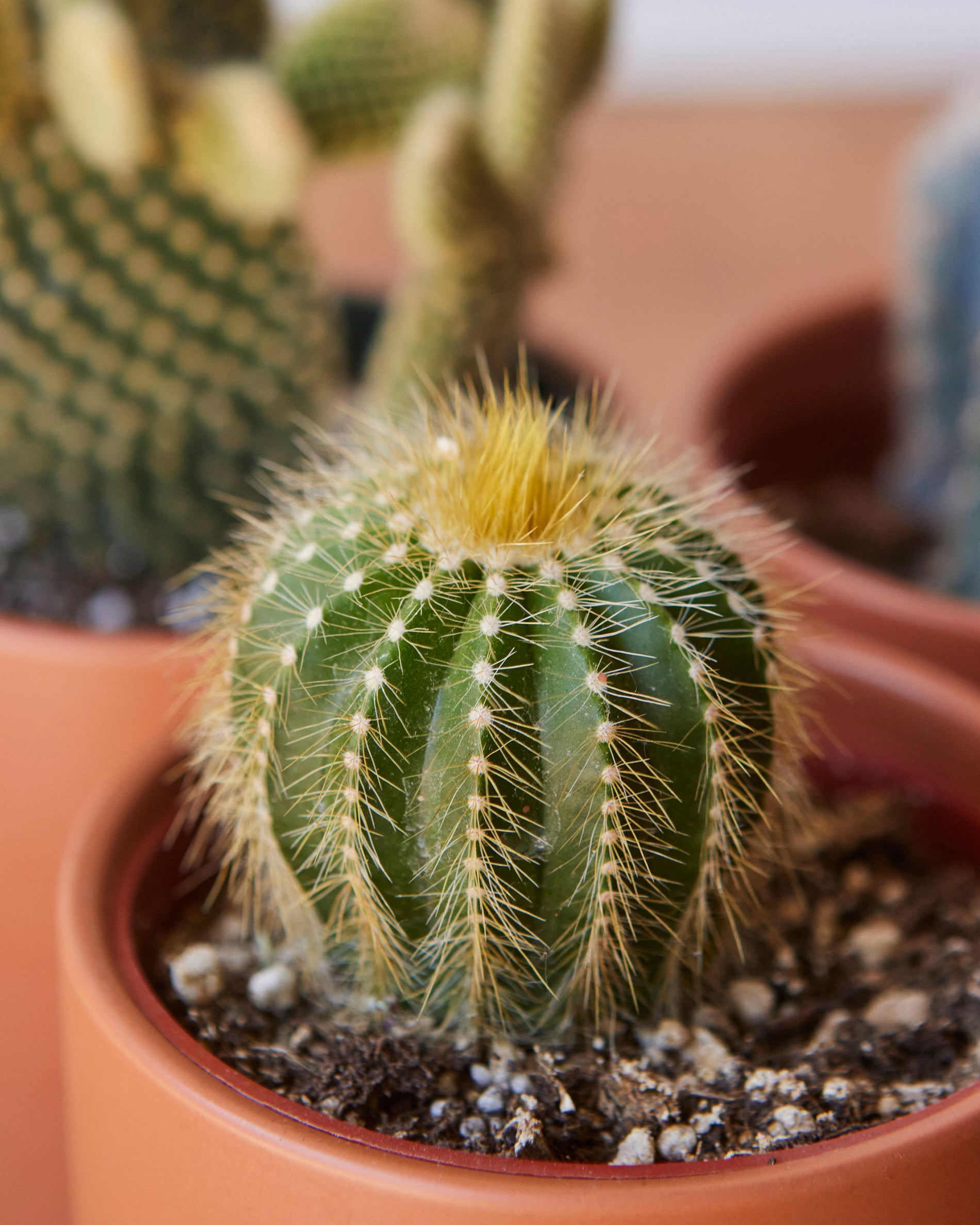 Assorted Cactus – Glasswing