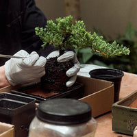 Intro to Bonsai Workshop