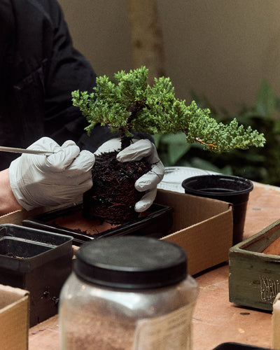 Intro to Bonsai Workshop