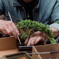 Intro to Bonsai Workshop