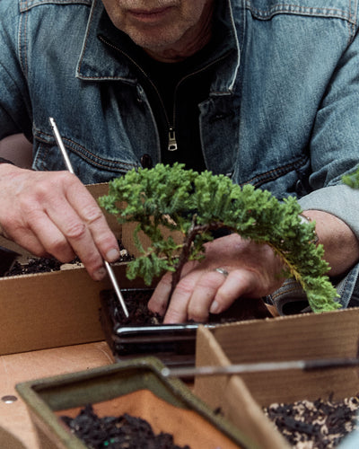 Intro to Bonsai Workshop