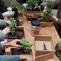 Intro to Bonsai Workshop