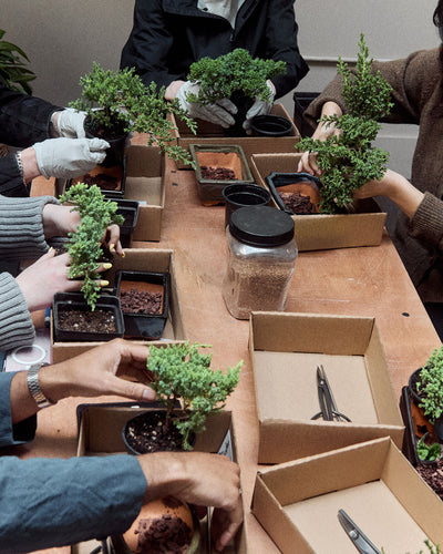 Intro to Bonsai Workshop