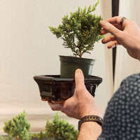 Intro to Bonsai Workshop