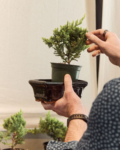Intro to Bonsai Workshop