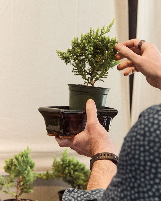Intro to Bonsai Workshop