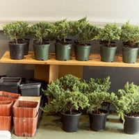 Intro to Bonsai Workshop