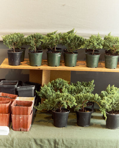 Intro to Bonsai Workshop