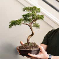 Intermediate Bonsai Workshop