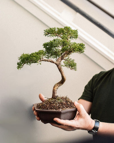 Intermediate Bonsai Workshop