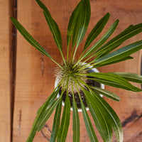 Pachypodium lamerei, "Madagascar Palm"
