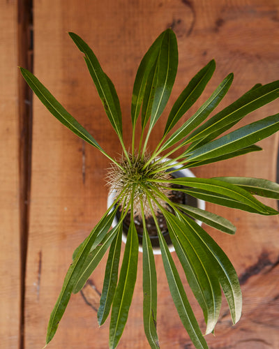 Pachypodium lamerei, "Madagascar Palm"