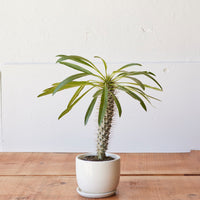 Pachypodium lamerei, "Madagascar Palm"