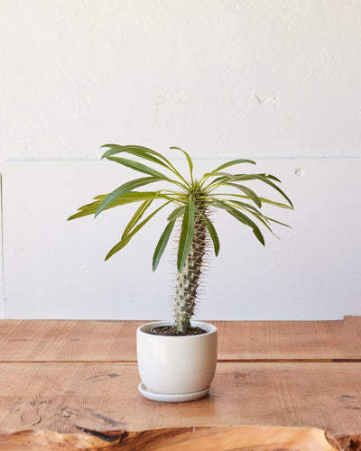 Pachypodium lamerei, "Madagascar Palm"