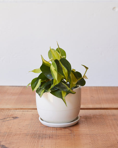 philodendron brasil. Philodendron hederaceum, 'Brasil' Cordatum – Glasswing