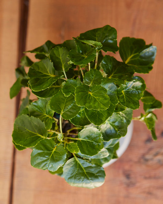 Polyscias balfouriana, ‘Aralia’