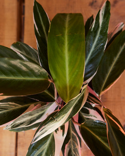 Stromanthe sanguinea, "Triostar"