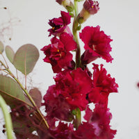 *Preorder* Summer Solstice Floral Arrangement