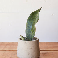 Dracaena masoniana Whale Fin, "Snake Plant"