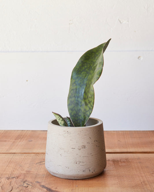 masoniana snake plant Dracaena masoniana Whale Fin, "Snake Plant" – Glasswing