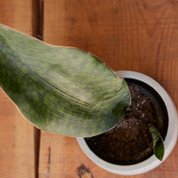 Dracaena masoniana Whale Fin, "Snake Plant"