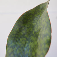 Dracaena masoniana Whale Fin, "Snake Plant"