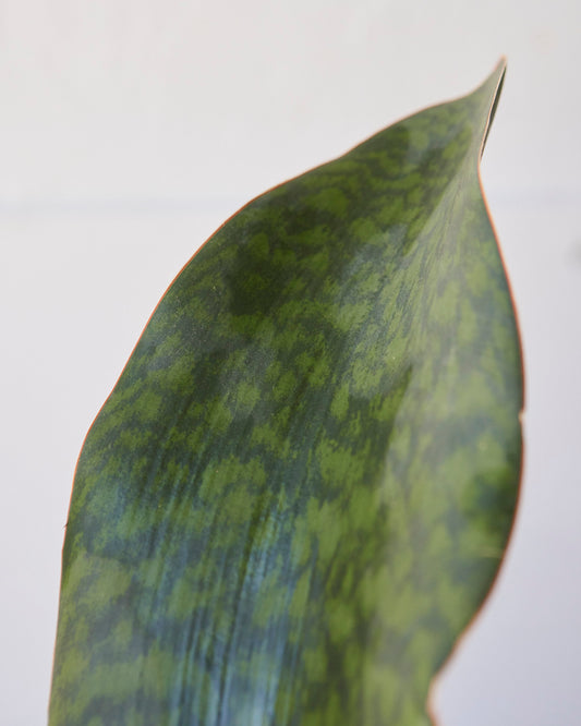 Dracaena masoniana Whale Fin, "Snake Plant"