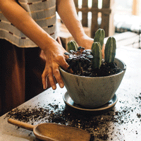 Postponed - Succulents 101 Workshop