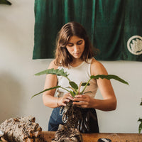Plant Mounting Workshop