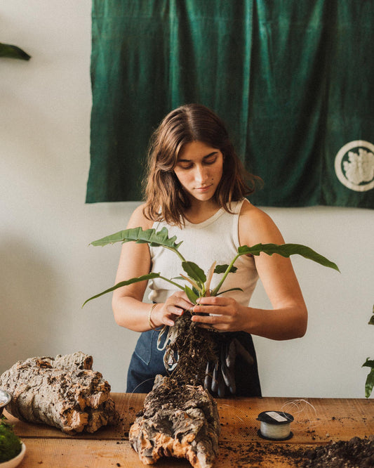 house plant workshop Plant Mounting Workshop