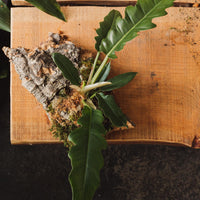 Plant Mounting Workshop