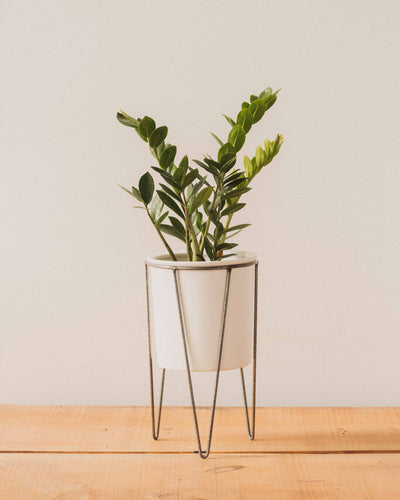 Cassa Plant Stand