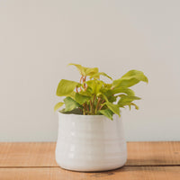 Tegan Pots, White