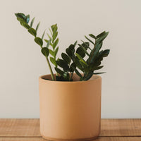 Modern Cylinder Pot, Buff Terra Cotta