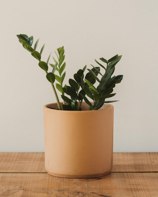 Modern Cylinder Pot, Buff Terra Cotta