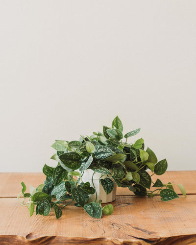 Scindapsus pictus, "Silver Splash Pothos"