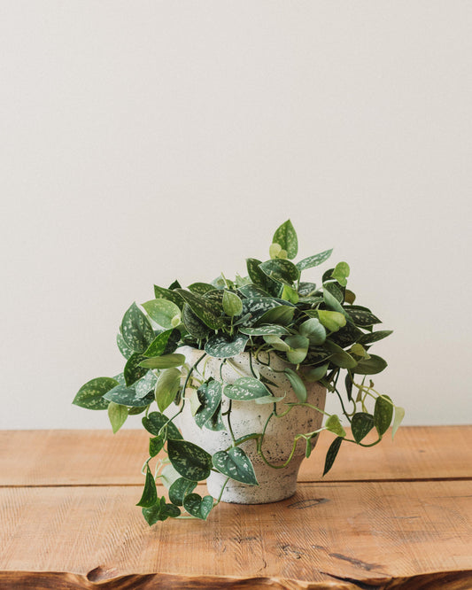 hanging silver pothos Scindapsus pictus, ‘Silver Splash Pothos’