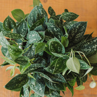 splash pothos Silver Splash Pothos, Scindapsus Pictus ‘Exotica’