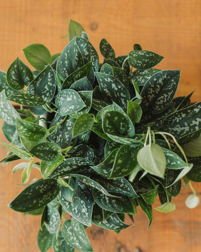 Scindapsus pictus, "Silver Splash Pothos"