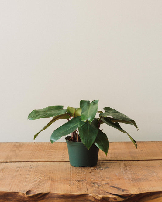 american plant exchange monstera adansonii swiss cheese live plant Philodendron erubescens, "Red Emerald"