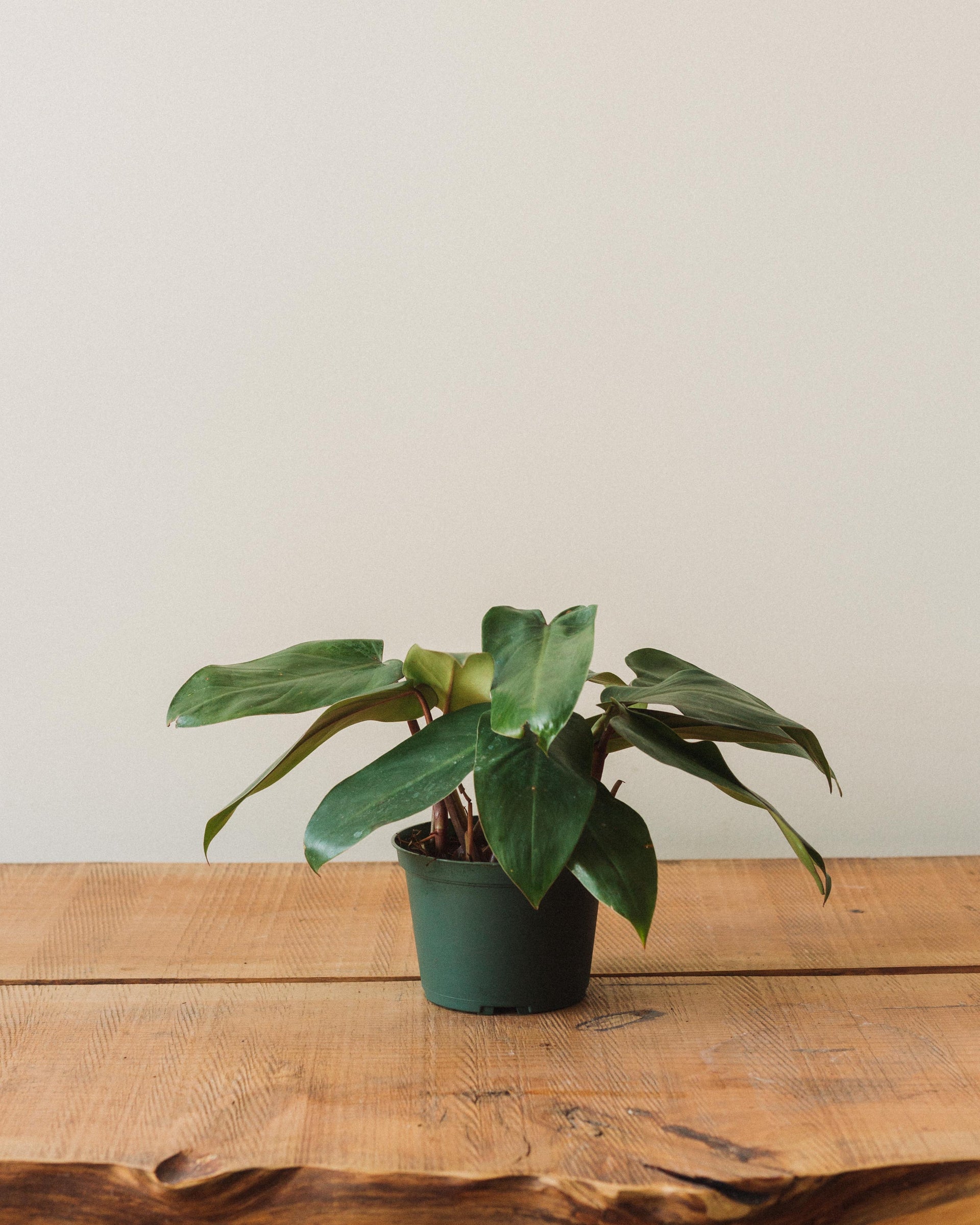 Philodendron erubescens, 