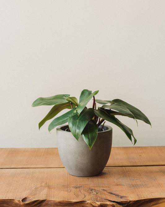 philodendron black emerald Philodendron erubescens, "Red Emerald" – Glasswing