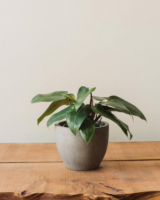 Philodendron erubescens, "Red Emerald"