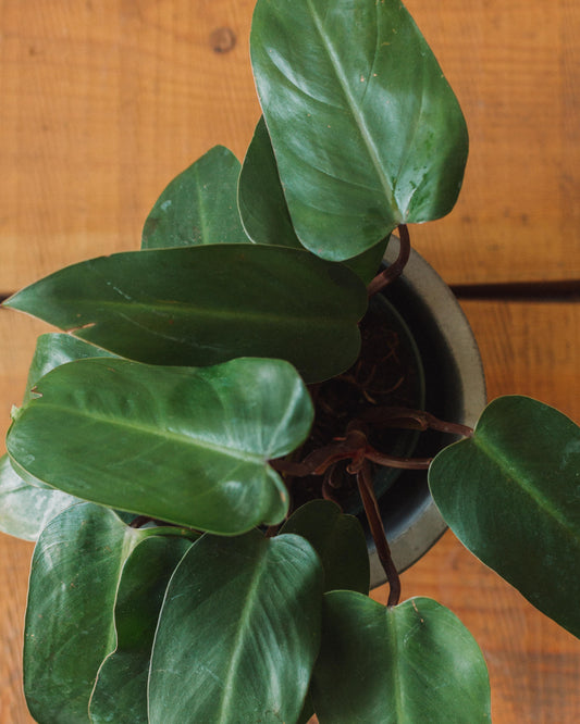 Philodendron erubescens, "Red Emerald"